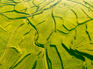 Green agricultural terraces with trees and fresh green grass. Aerial top down view.