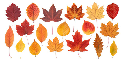 various autumn leaves isolated on transparent background