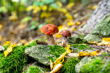 Wild fungi growing on rotten tree stump in Bavarian forest Germany detailed nature photography