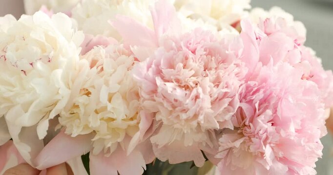 Woman putting beautiful peonies into vase at vanity indoors, closeup. Camera moving left