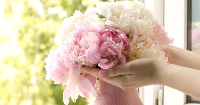 Woman putting beautiful peonies into vase on windowsill indoors, closeup. Camera moving down