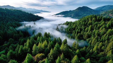 Obraz premium Misty mountain forest landscape