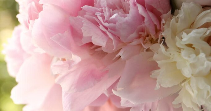 Beautiful peonies in vase on windowsill indoors, closeup. Camera moving up