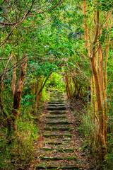 Steps in the sunny park are made of natural materials, rays of light pass through the crowns of...