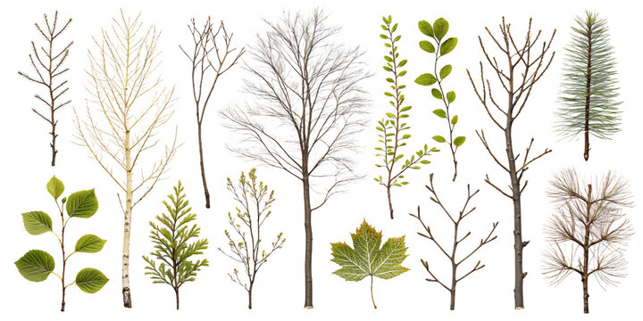 various branches isolated on transparent background
