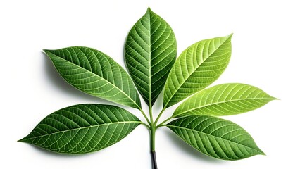 Sleek High-Contrast Leaf Cluster Representing Growth