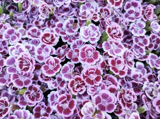 Fototapeta premium Dianthus 'Pink Kisses'