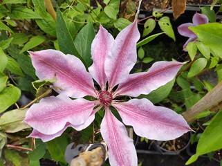 Clematis 'Nelly Moser'