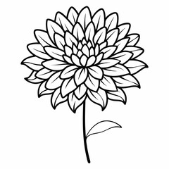 reflex-chrysanthemum-line--on-white-background