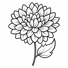 vector illustration of  reflex-chrysanthemum line art flower