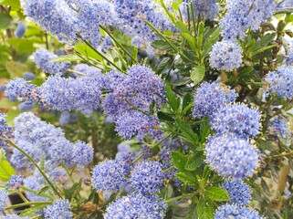 Ceanothus 'Concha'
