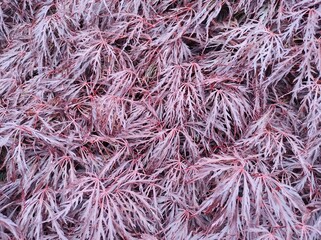 Acer palmatum var. dissectum 'Garnet'
