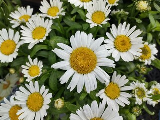 Leucanthemum x superbum 'Snow Lady'