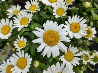 Leucanthemum x superbum 'Snow Lady'