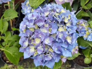 Hydrangea macrophylla 'Black Steel Blue Ball'
