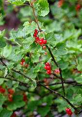Red Currant Bush with Ripe Fruit – Summer Garden Harvest