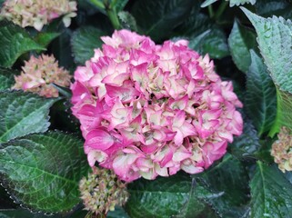 Hydrangea macrophylla 'Red Angel Purple'