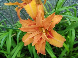 Hemerocallis fulva var. kwanso