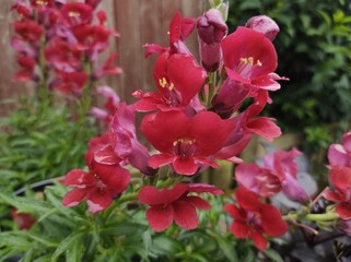 Antirrhinum 'Dazzling Lips Red'