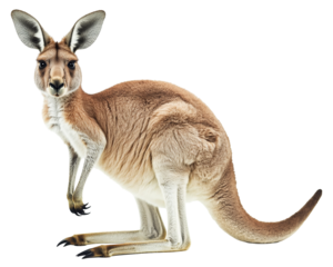 Kangaroo animal isolated on white background png transparent clipart.