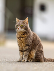 Hauskatze