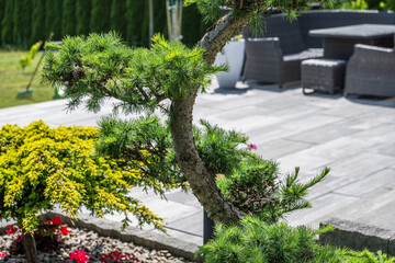 Beautiful Garden Landscape Featuring Bonsai Tree and Modern Seating Area