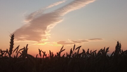 Golden wheat field at sunset with a beautiful sky and clouds in the background
