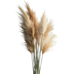 pampas grass plumes, isolated on transparent background