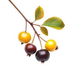 eugenia dysenterica, cagaita fruit branch on white background.