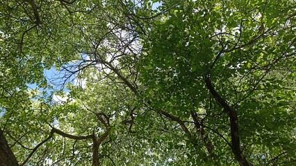 Looking Up Through Green Tree Canopy to Blue Sky, Summer Day in Forest, Nature Scenery