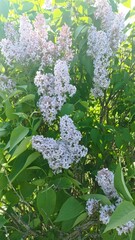 Blooming Lilac Bush in Spring Sunlight Aromatic Purple Flowers Delightful for Garden Design
