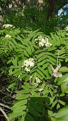Lush European Mountain Ash Blossoms in Springtime Beauty A Botanical Delight for Nature Lovers