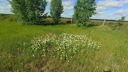 Lush Meadow Landscape with Wildflowers and Distant Trees Under a Bright Sky, Summer Scene.