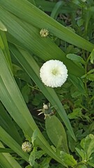 Delicate White Pompon Flower Amidst Verdant Foliage in a Serene Garden Setting, Close-Up View