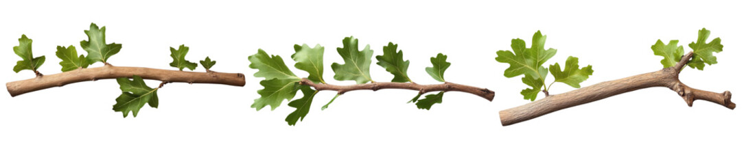 gooseberry branches with leaves isolated on white background