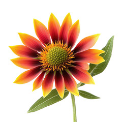 gaillardia flower isolated on white background