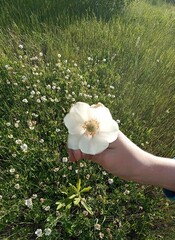 Hand Holding Delicate White Flower in a Meadow Filled with Wildflowers, Summer Beauty