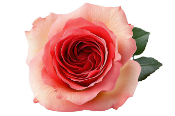 pink rose blossom on white background