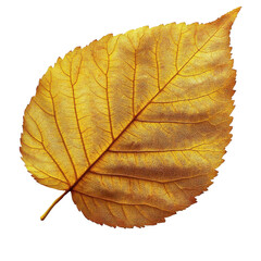 golden autumn leaf isolated on white background.