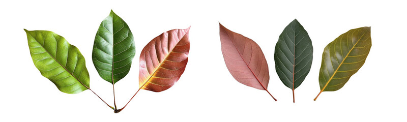 autumnal leaves composition, isolated on white background.