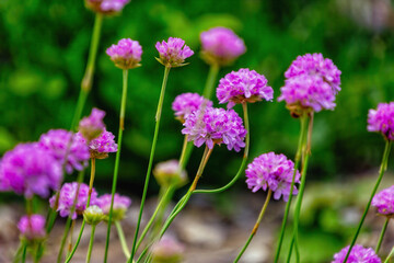 purple flowers in the garden, Botanical garden in Graz, Styria, Austria, Europe, April and May 2025