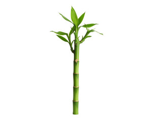 Single lucky bamboo plant isolated on transparent background