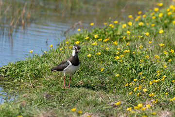 Vanneau huppé,Vanellus vanellus, North, Caltha palustris, Populage des marais