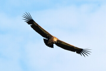 Vautour fauve,Gyps fulvus, Griffon Vulture, Parc naturel régional des grands causses 48, Lozere, France