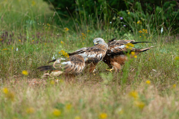 Milan royal,.Milvus milvus , Red Kite