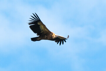 Vautour fauve,Gyps fulvus, Griffon Vulture, Parc naturel régional des grands causses 48, Lozere, France