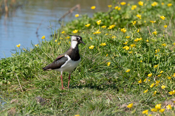 Vanneau huppé,.Vanellus vanellus, North, Caltha palustris, Populage des marais