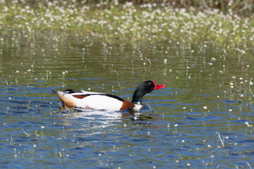 Tadorne de Belon,Tadorna tadorna, Common Shelduck, Ranunculus fluitans, Renoncule flottante