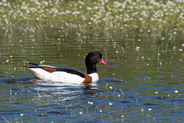 Tadorne de Belon,Tadorna tadorna, Common Shelduck, Ranunculus fluitans, Renoncule flottante