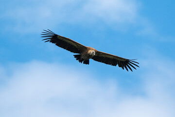 Vautour fauve,
Gyps fulvus, Griffon Vulture, Parc naturel régional des grands causses 48, Lozere, France